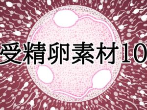 受精卵素材10